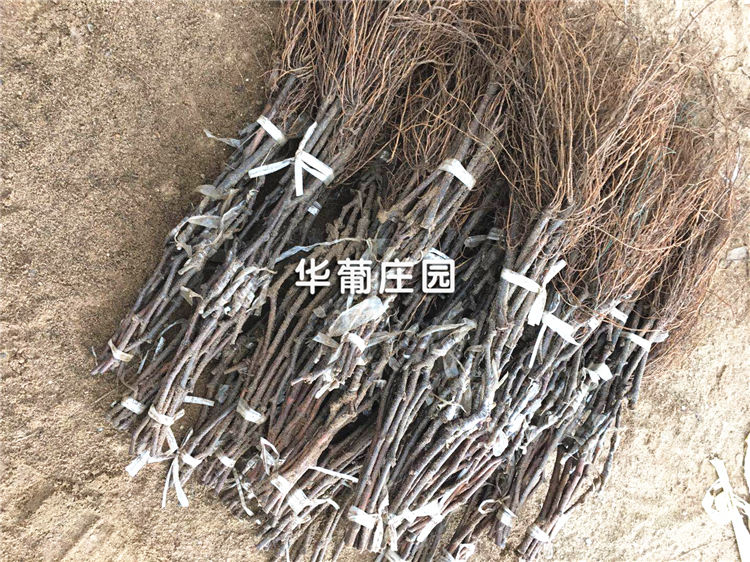 䓰咁��C(j��)